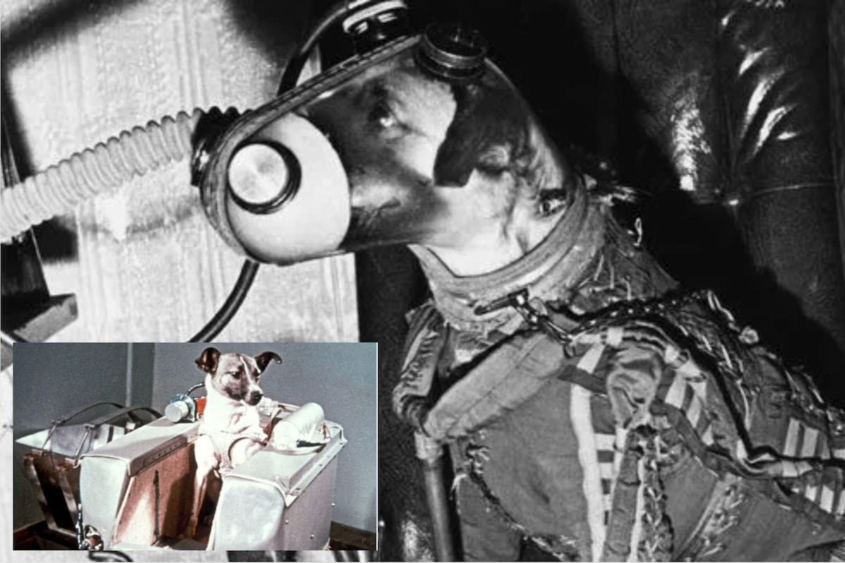 ¿Qué pasó con Laika, la perrita que un 3 de noviembre viajó al espacio?