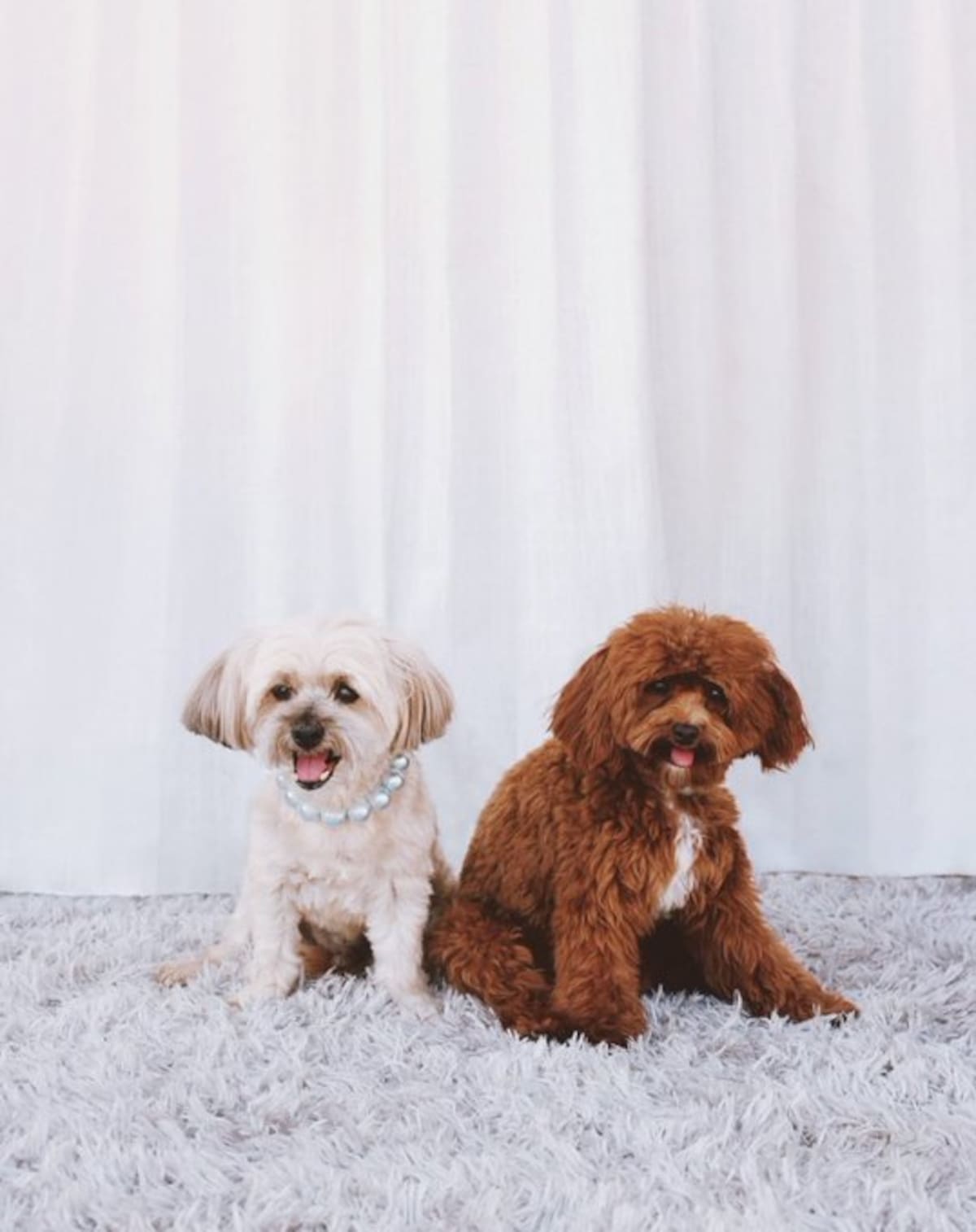 Goodwin y Louie, los mejores amigos de Sabrina Carpenter.