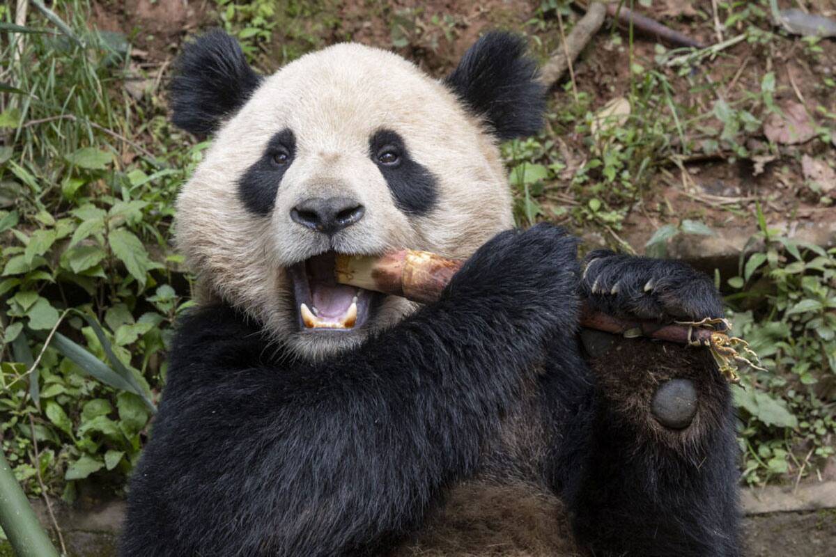 Yun Chuan y Xin Bao, dos osos pandas llegarán al San Diego Zoo