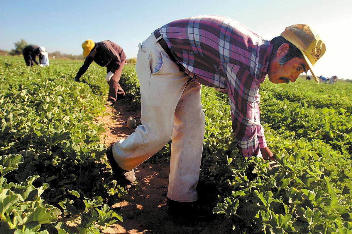 Agricultura. FOTO ILUSTRATIVA: BANCO DIGITAL