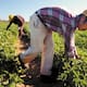 Agricultura y servicios lideran aumento de empleo en Sonora