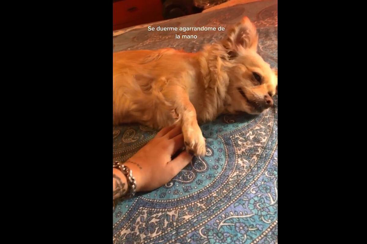 VIDEO VIRAL: Canino no puede dormir sin la mano de su dueña