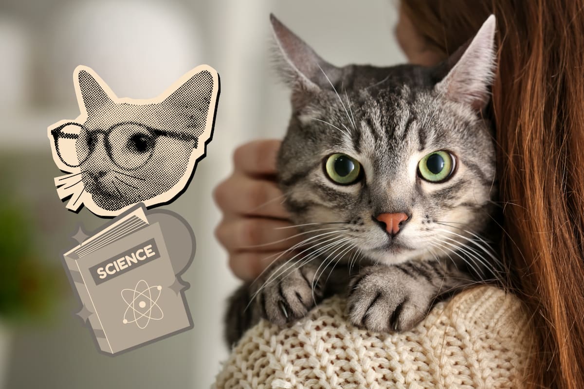 ¿Quieres acercarte a un gato que no conoces? El simple gesto puede aumentar su disposición a aproximarse, según un estudio científico