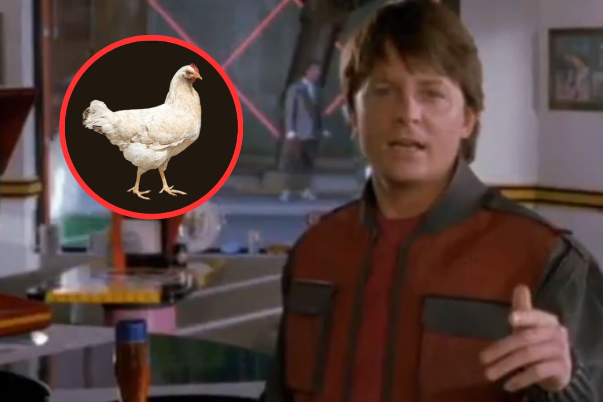 “Eres una gallina”: Conoce el origen y el significado detrás de esta expresión