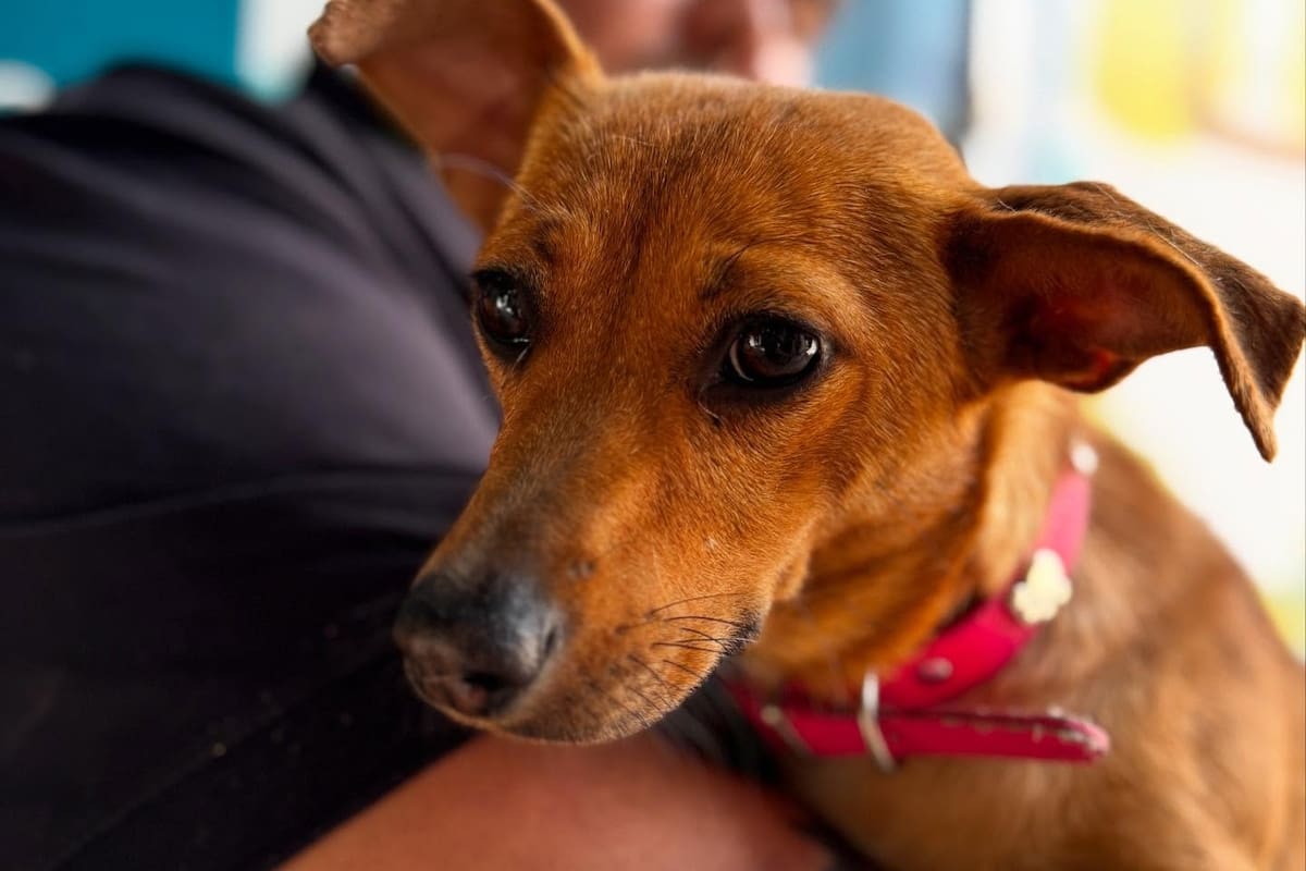 Jornada de esterilizaciones gratuitas para mascotas en Hermosillo: serán esta semana y con cupo limitado