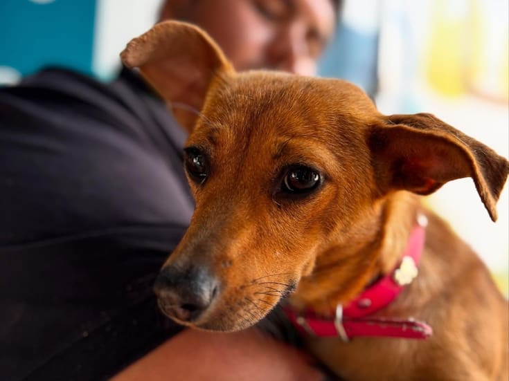 Jornadas de esterilizaciones gratuitas para mascotas en Hermosillo: serán esta semana y con cupo limitado