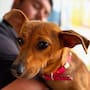 Castraciones gratuitas para perros y gatos en Hermosillo: fechas, requisitos y cómo agendar cita