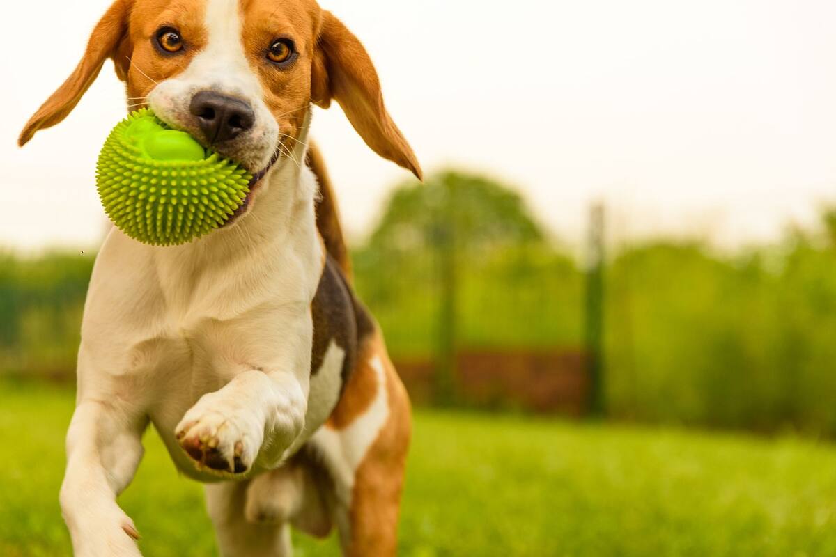 Conoce tus responsabilidades como dueño de una mascota