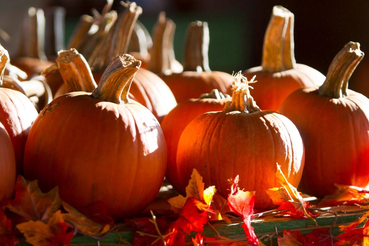 Tolmachoff Farms, el lugar donde las calabazas serán tu compañía