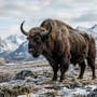 Científicos identificaron en Siberia una especie bovina desconocida tras analizar 20 genomas antiguos, un hallazgo que revela cómo el clima pudo separar a sus antepasados de los yaks modernos hace unos 400,000 años