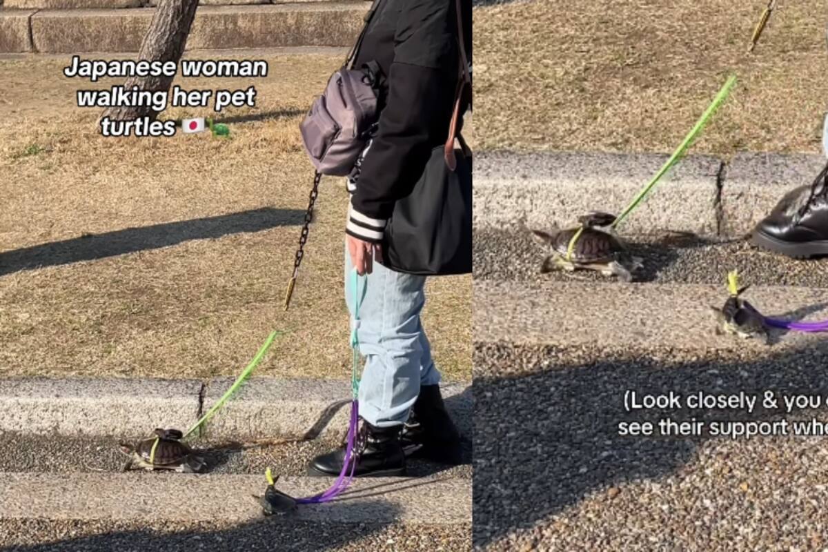 Joven se vuelve viral al sacar a pasear a sus dos tortugas con correas