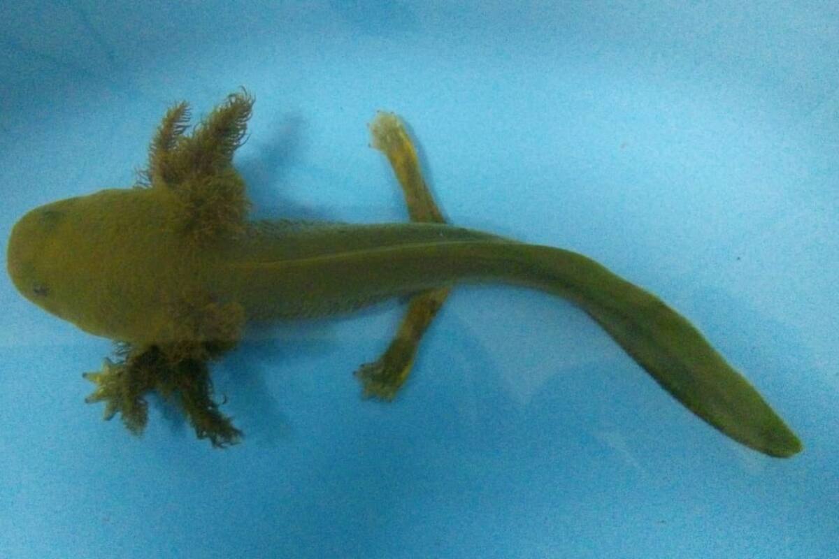 Achoque, el primo del ajolote mexicano