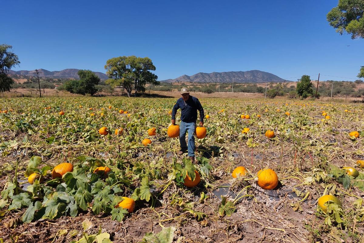Calabazas de Santa Cruz llegan al mercado de EU en época de Halloween