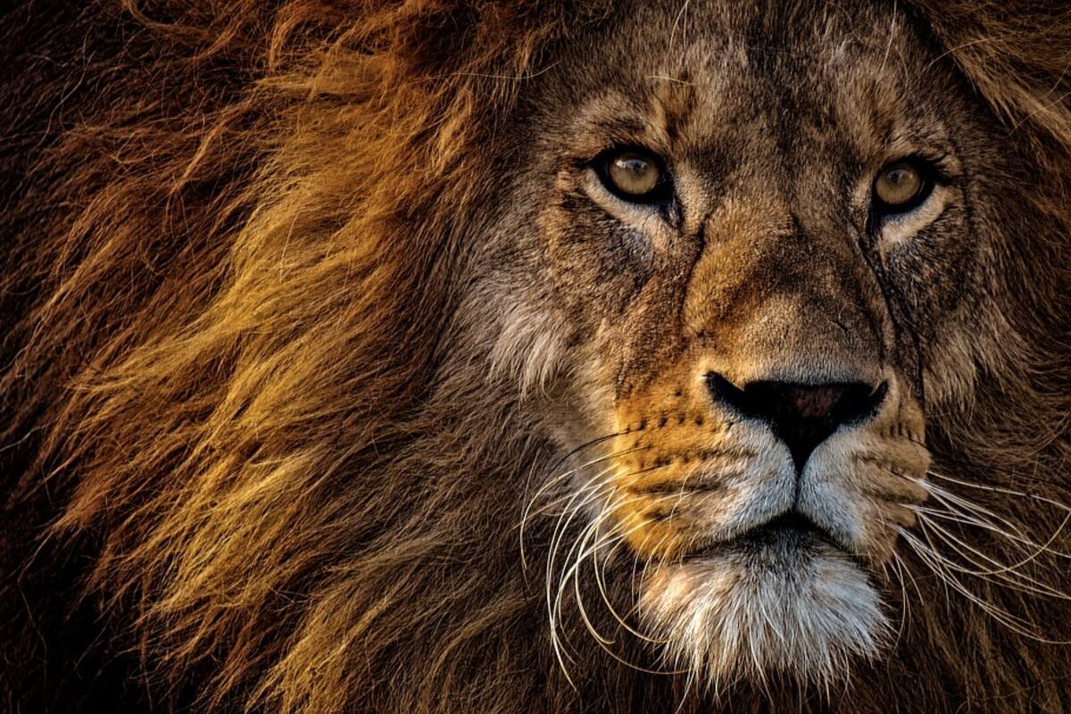 ¿Los animales tienen derechos?