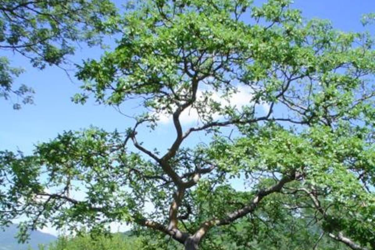 ¿Qué se sabe del cuachalalate, planta medicinal mexicana que señalan actúa positivamente contra el cáncer?