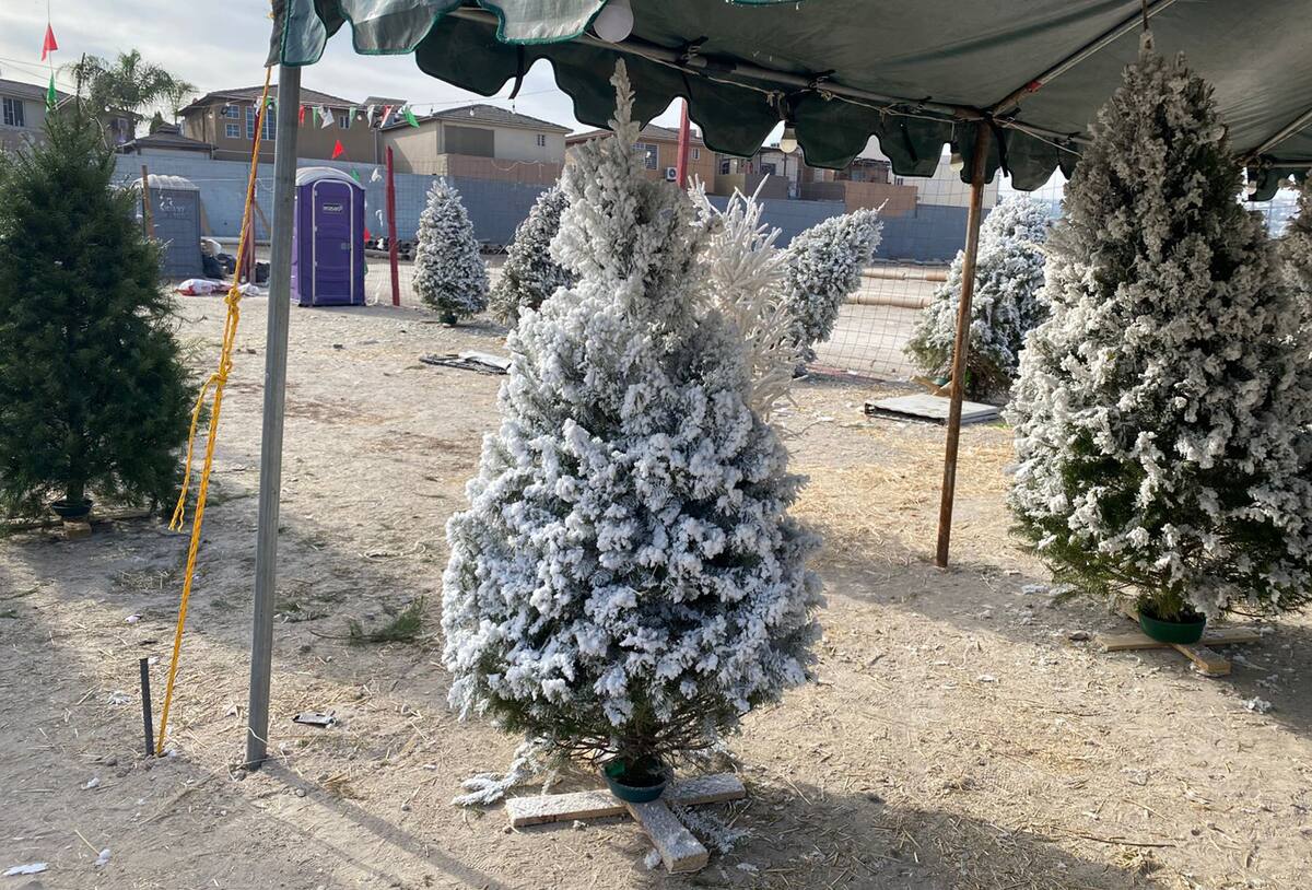Los precios de los árboles navideños han ido descendiendo con el paso de los días.