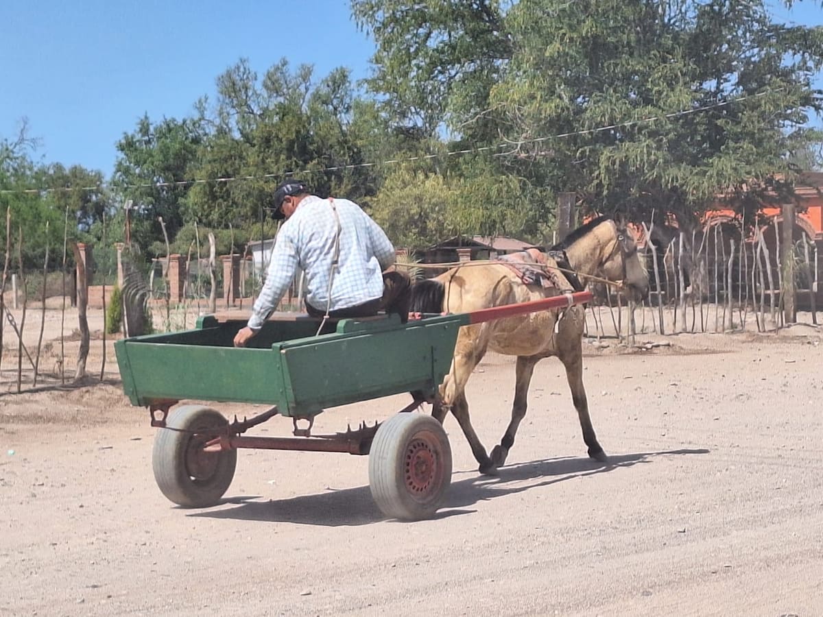 Jesús Siqueiros Martínez se mueve en su carreta para ir en busca de
zacate para dar de comer al ganado.
FOTO: JESÚS PALOMARES