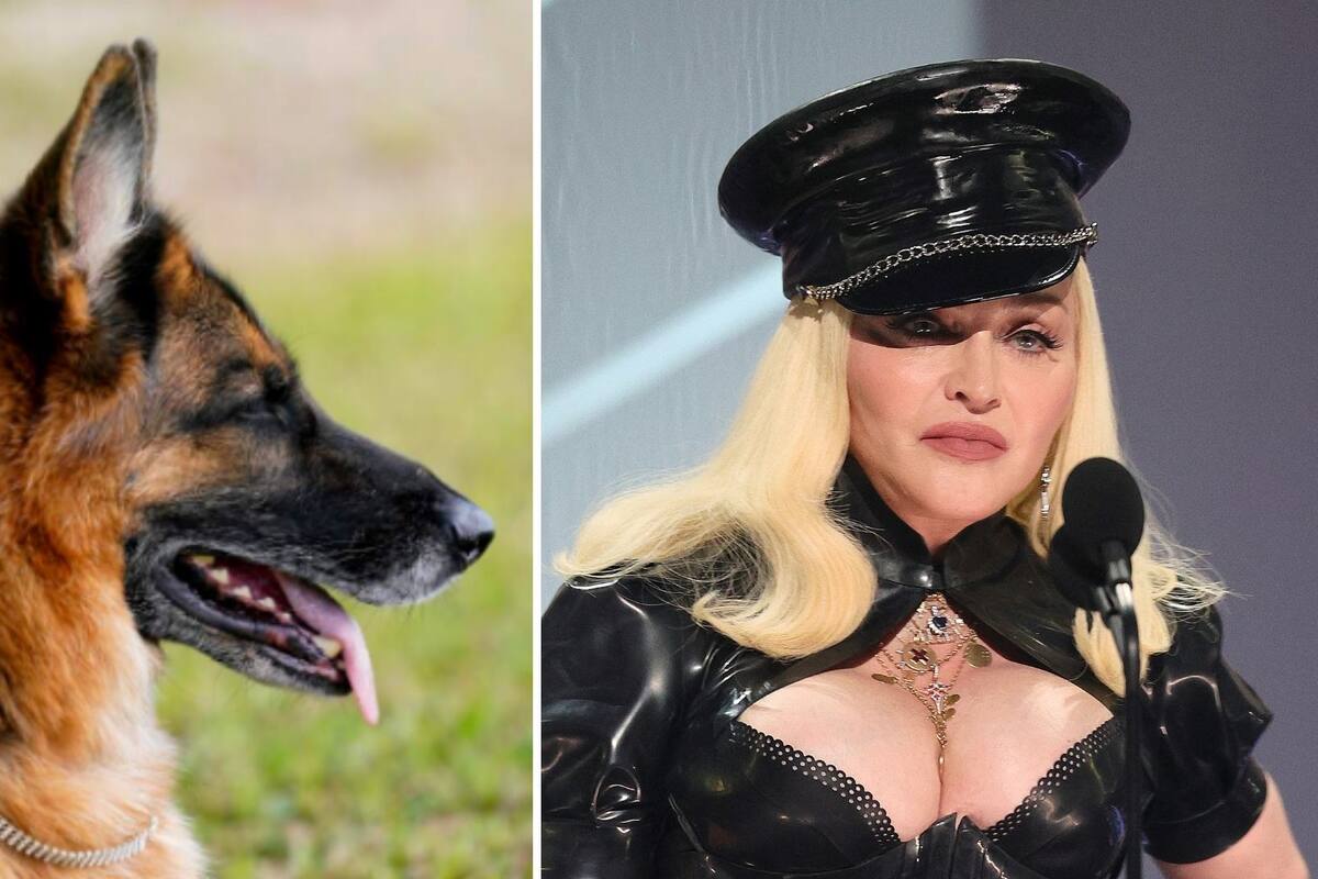 Perro millonario vende mansión que perteneció a Madonna