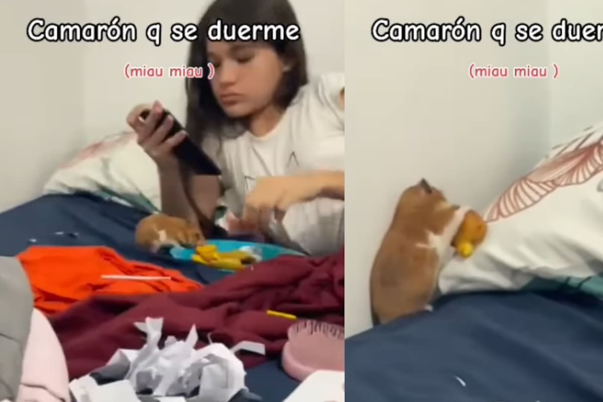 “El hámster: gracias por la comida humana, que Dios te lo pague”: joven es superado por su hámster al comer