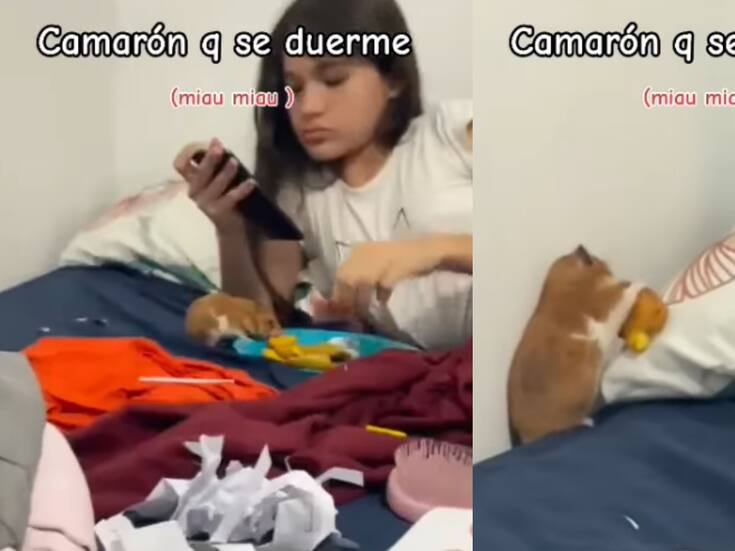 “El hámster: gracias por la comida humana, que Dios te lo pague”: joven es superado por su hámster al comer