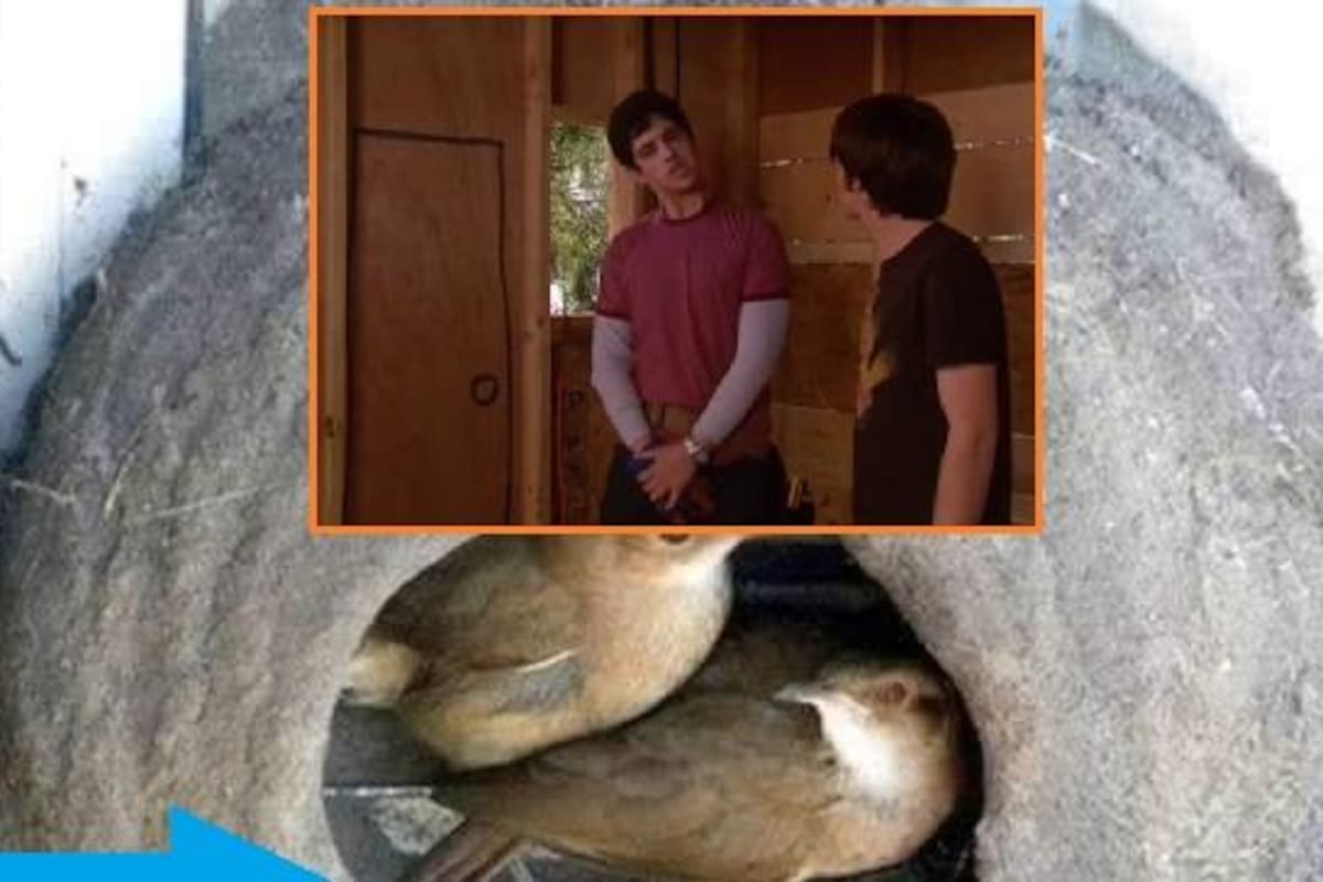 Captan a pajaritos armando su propia cueva; recuerdan a Drake y Josh