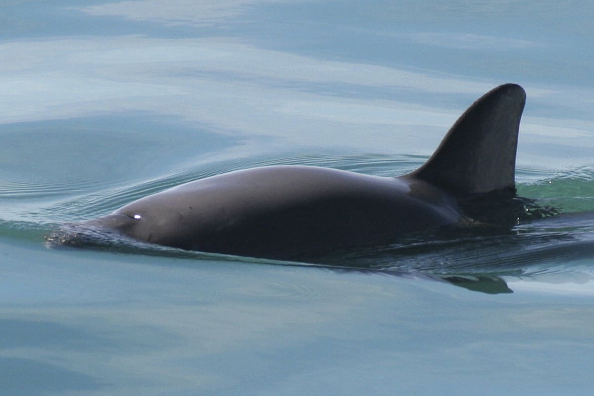 Reducen 86% la zona de protección de la vaquita marina en el Alto Golfo de California