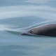 Reducen 86% la zona de protección de la vaquita marina