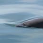 Reducen 86% la zona de protección de la vaquita marina en el Alto Golfo de California
