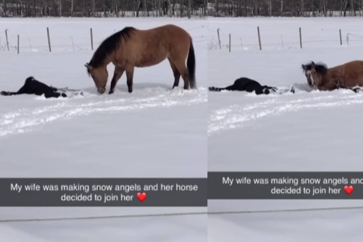 Caballo se vuelve viral al imitar a su dueña haciendo ángeles de nieve