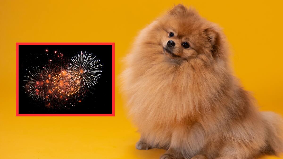 Los ruidos fuertes generan estrés extremo, elevando su presión arterial y, en casos graves, provocando paros cardíacos/Foto: Canva