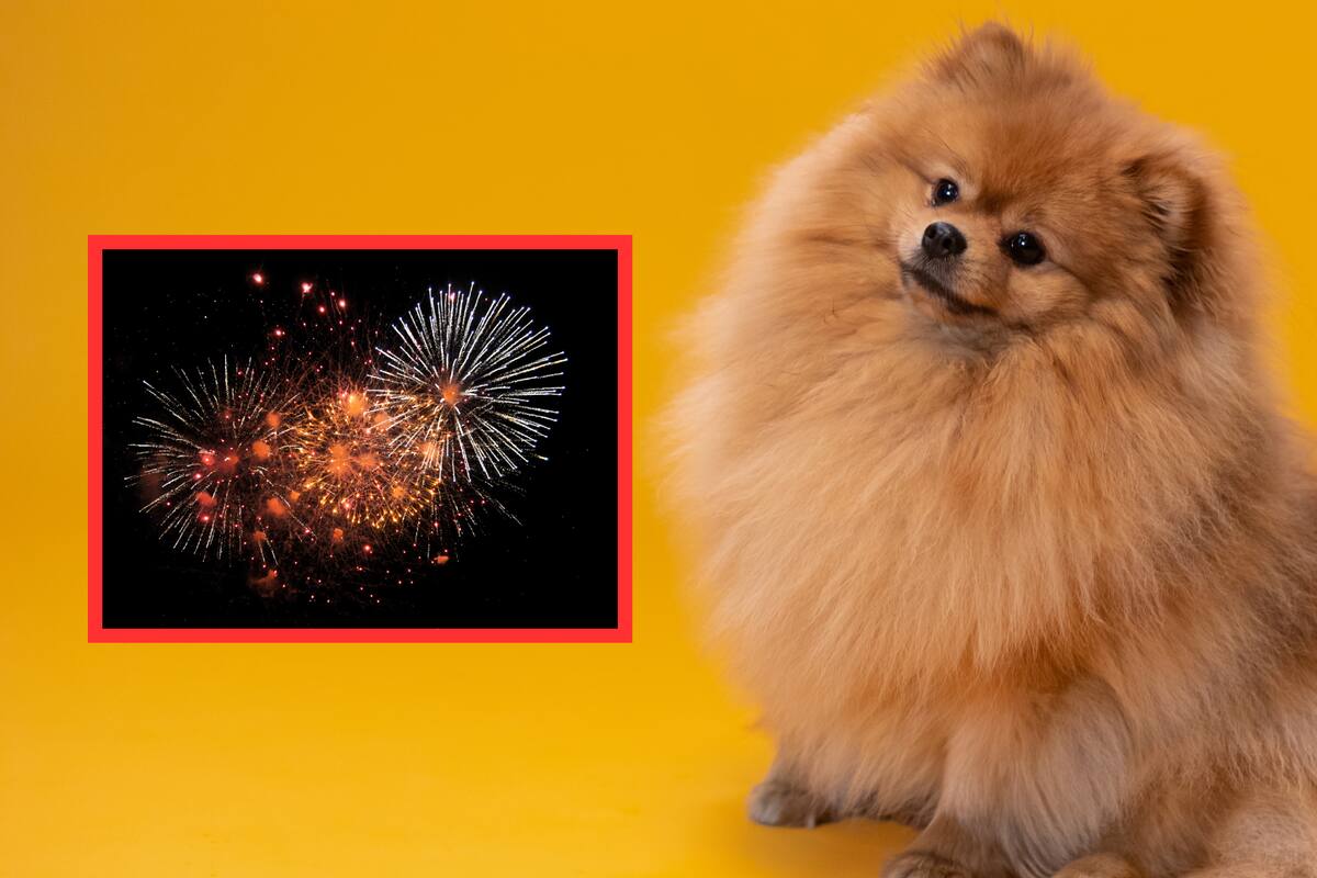 ¿Por qué los perros son sensibles a pirotecnia? Un veterinario lo explica