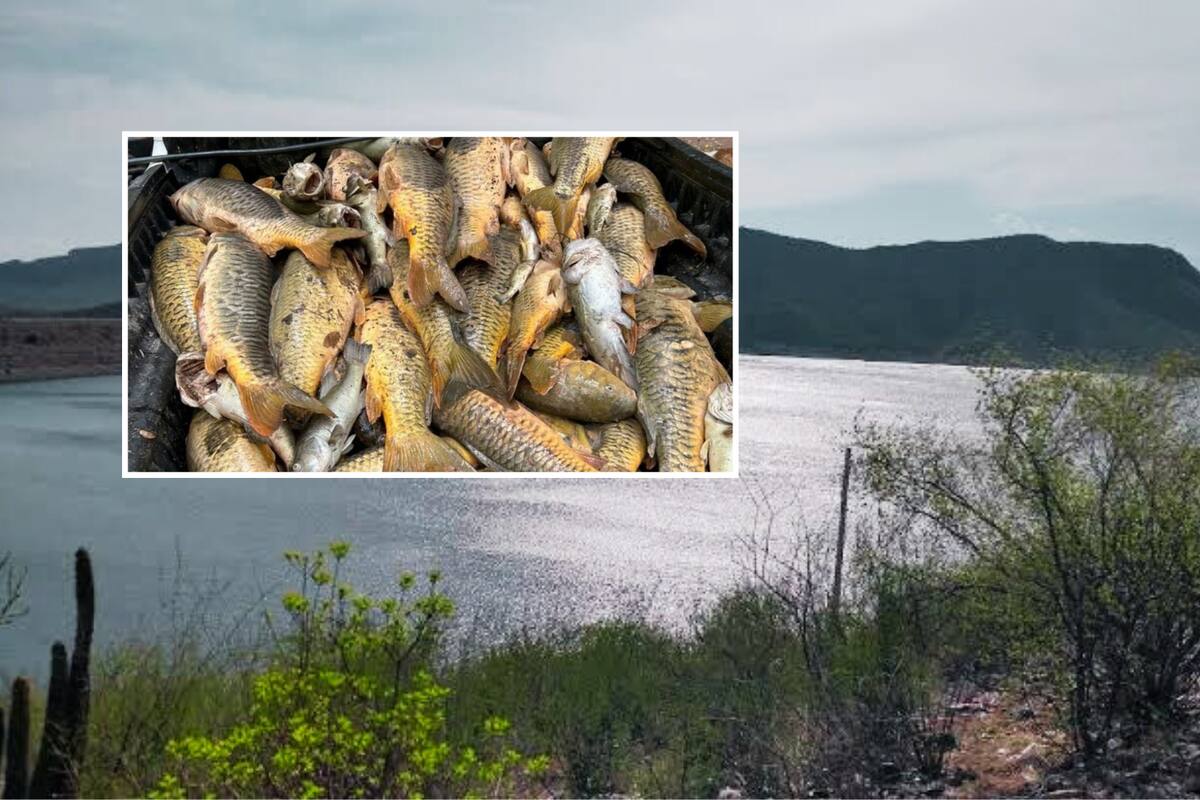 Atribuyen mortandad de peces en Río Yaqui a falta de oxigenación