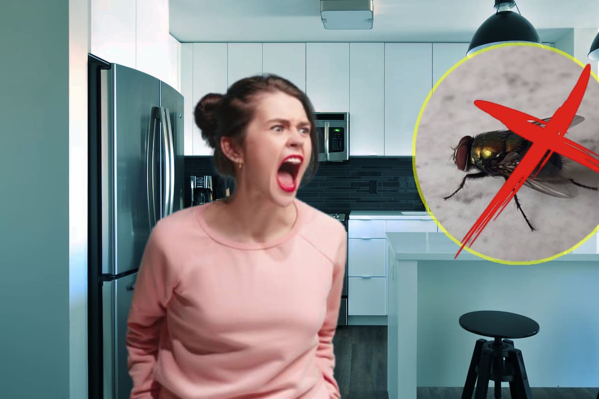 Temporada de moscas: ¿Cómo ahuyentar a estos molestos insectos de tu hogar de manera sencilla?