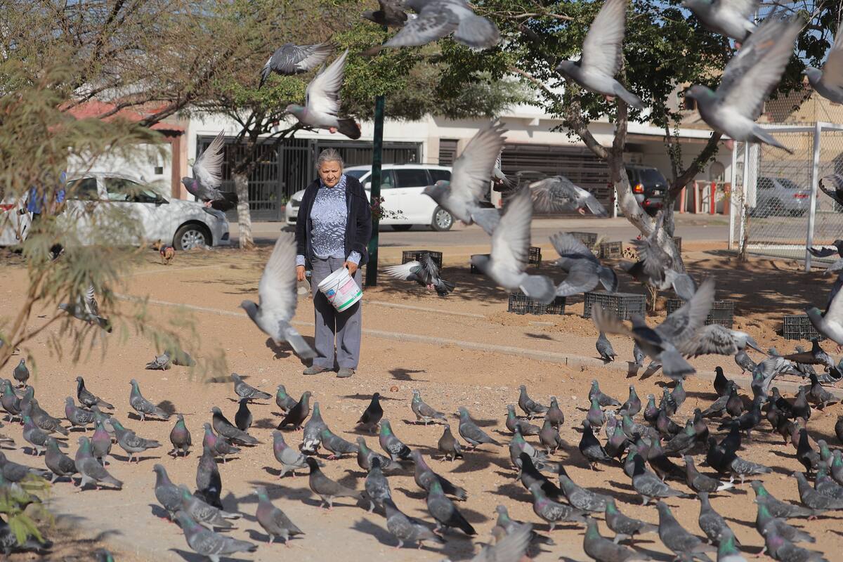 “De mi pensión pago todo”: Magdalena alimenta a cientos de pichones en el Parque Sonacer de Hermosillo