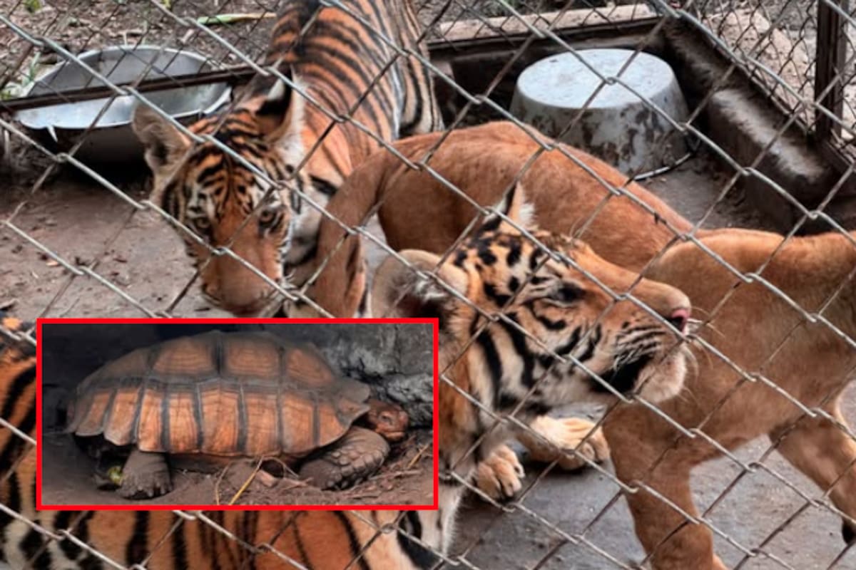 Profepa asegura 75 animales silvestres en UMA de Veracruz: tigres, jaguares y leones vivían en condiciones deplorables