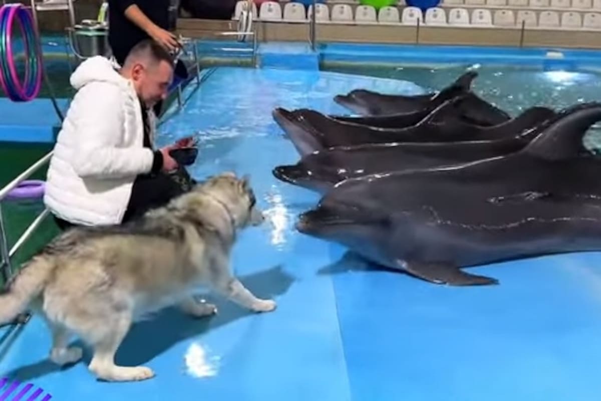 La reacción de un husky al conocer a unos delfines