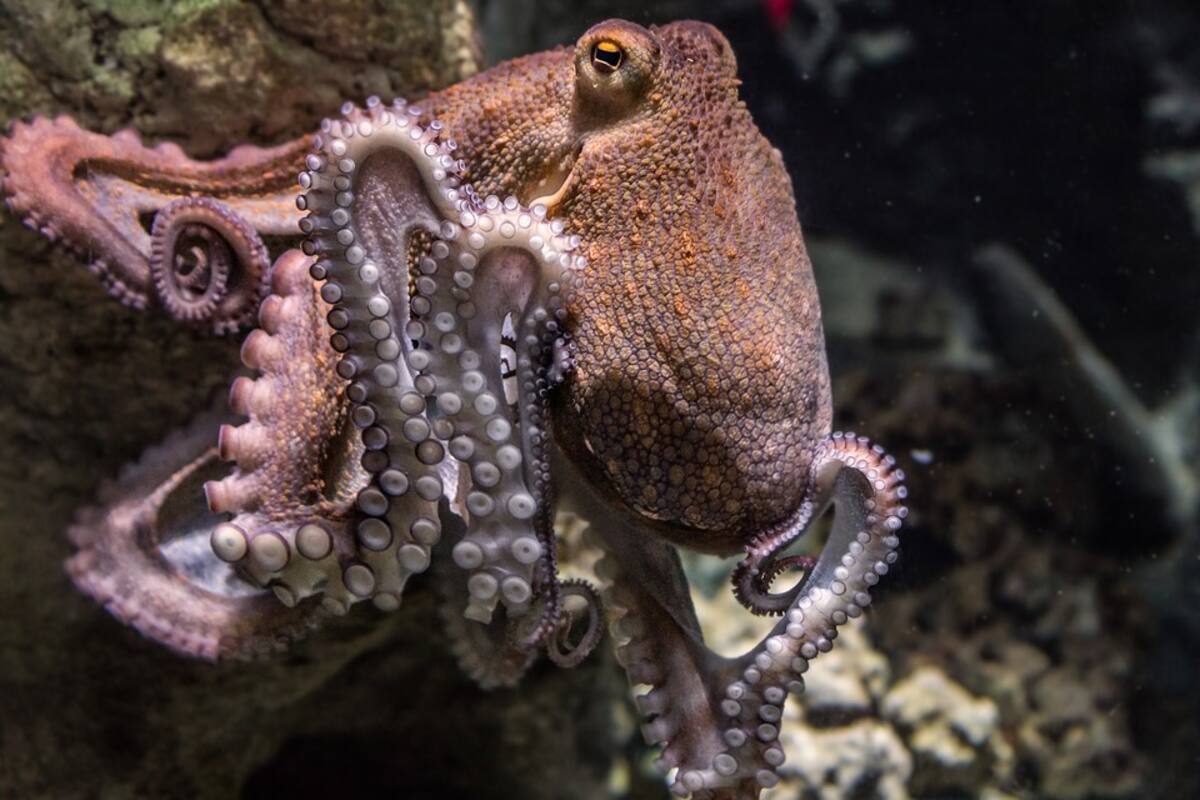 ¿Los pulpos sueñan? Graban fascinante cambio de color de un pulpo mientras duerme