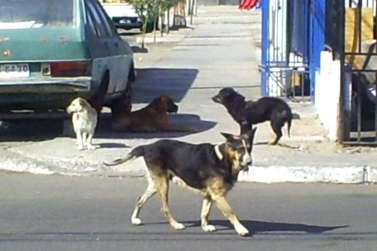 Registro de perros en Rosarito inicia en el mes de junio