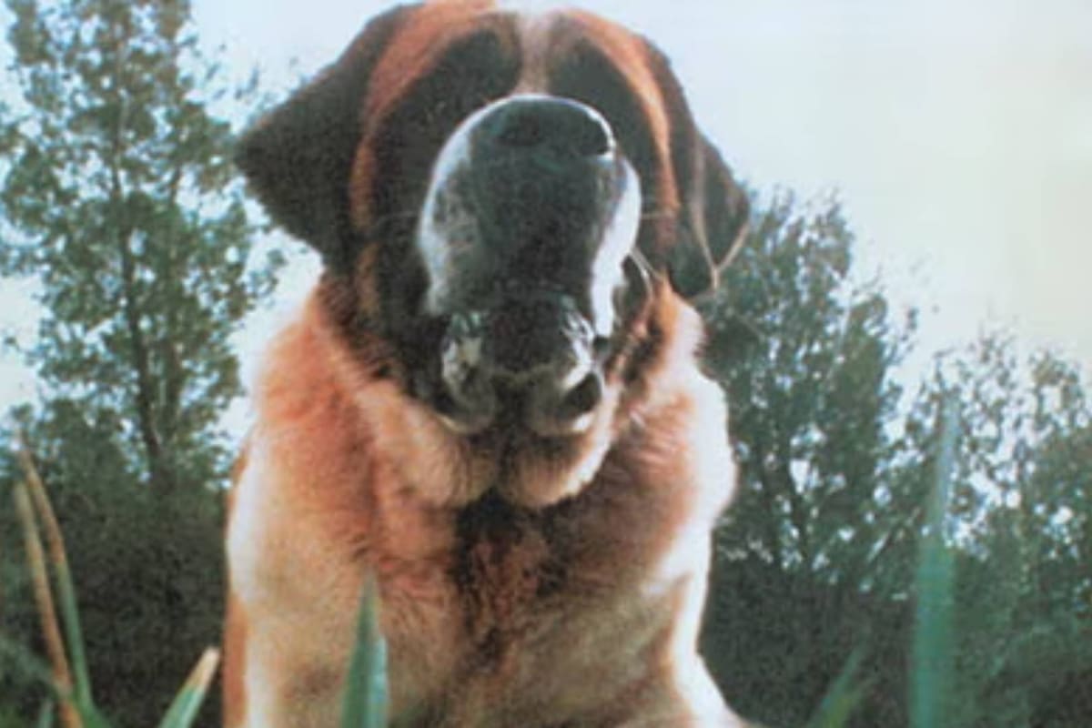 Netflix anuncia nueva adaptación de ‘Cujo’, de Stephen King