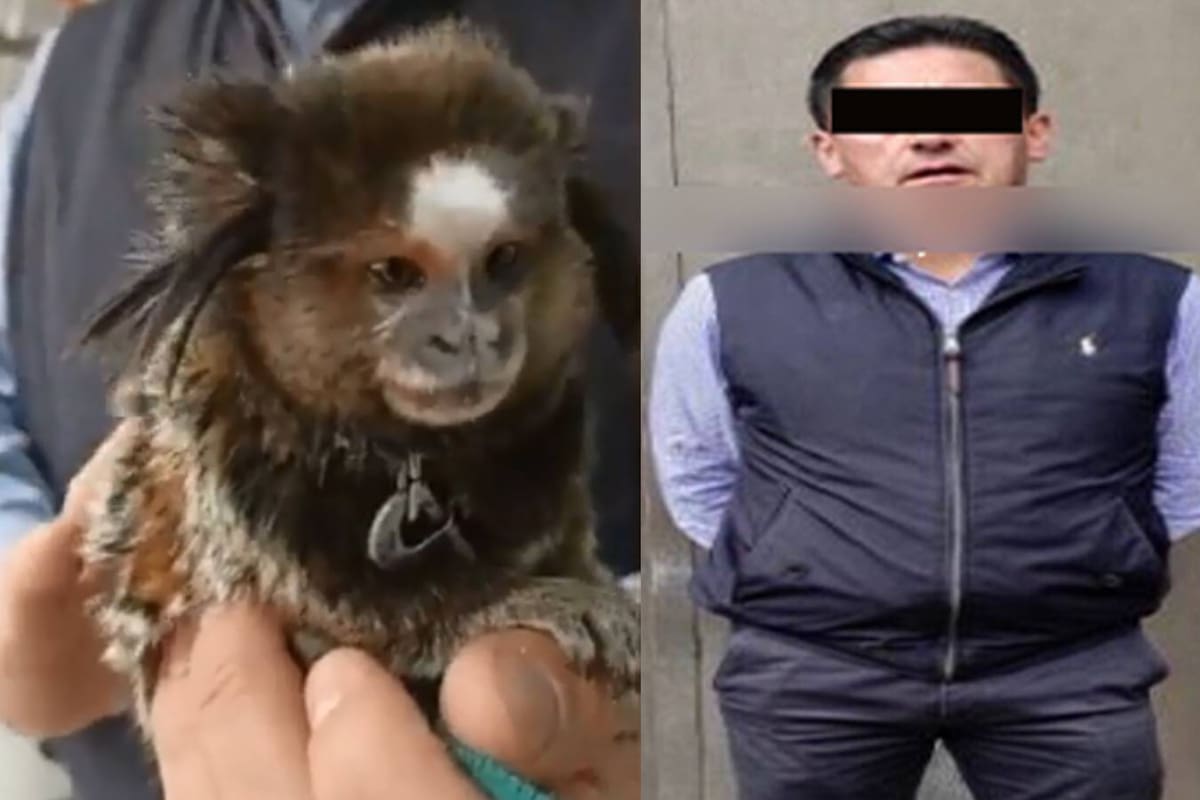VIDEO CDMX: Hombre deja encerrado en automóvil a un mono Tití, especie en peligro de extinción