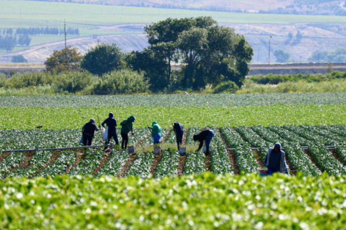 El trabajo infantil en San Quintín está erradicado: Secretaría del Trabajo