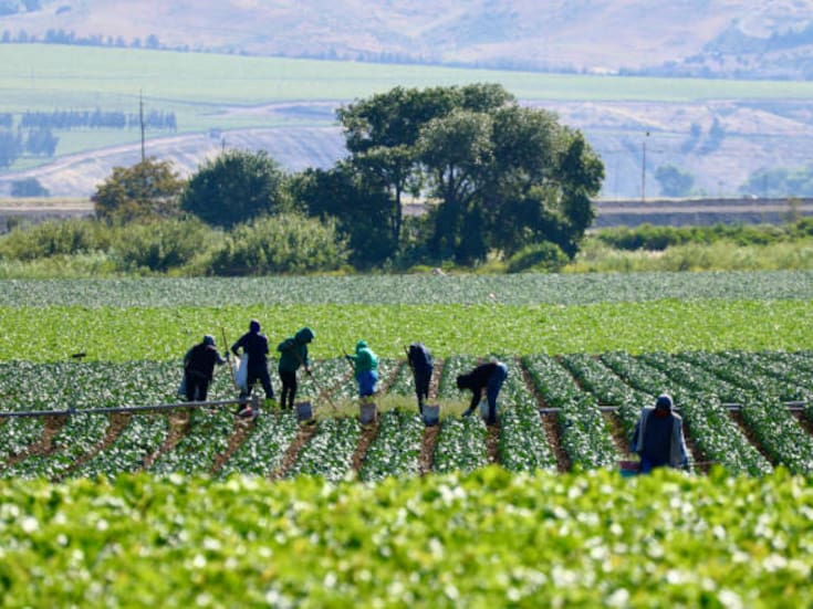 El trabajo infantil en San Quintín está erradicado: Secretaría del Trabajo