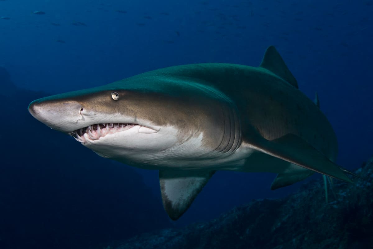 El Departamento Federal de Asuntos Exteriores de Suiza confirmó la nacionalidad de ambos y señaló que brinda apoyo consular a las familias.