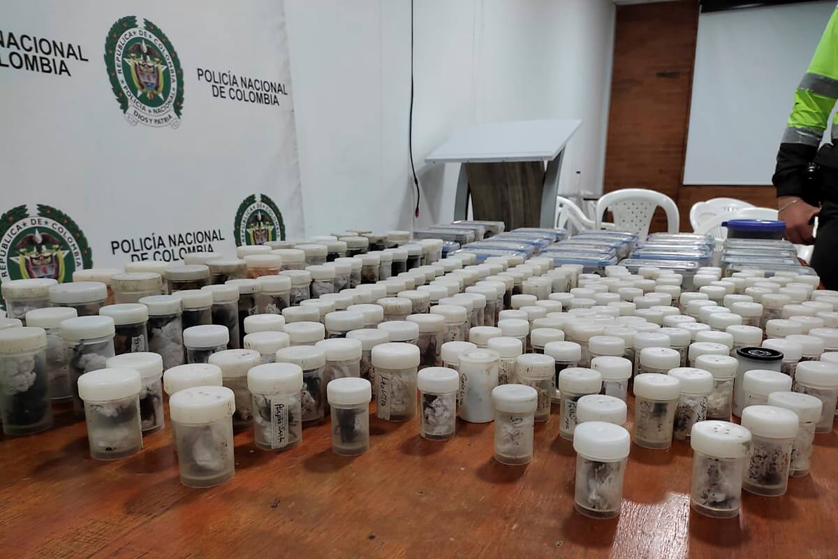 Incautan cientos de tarántulas en Colombia; iban de contrabando rumbo a Europa