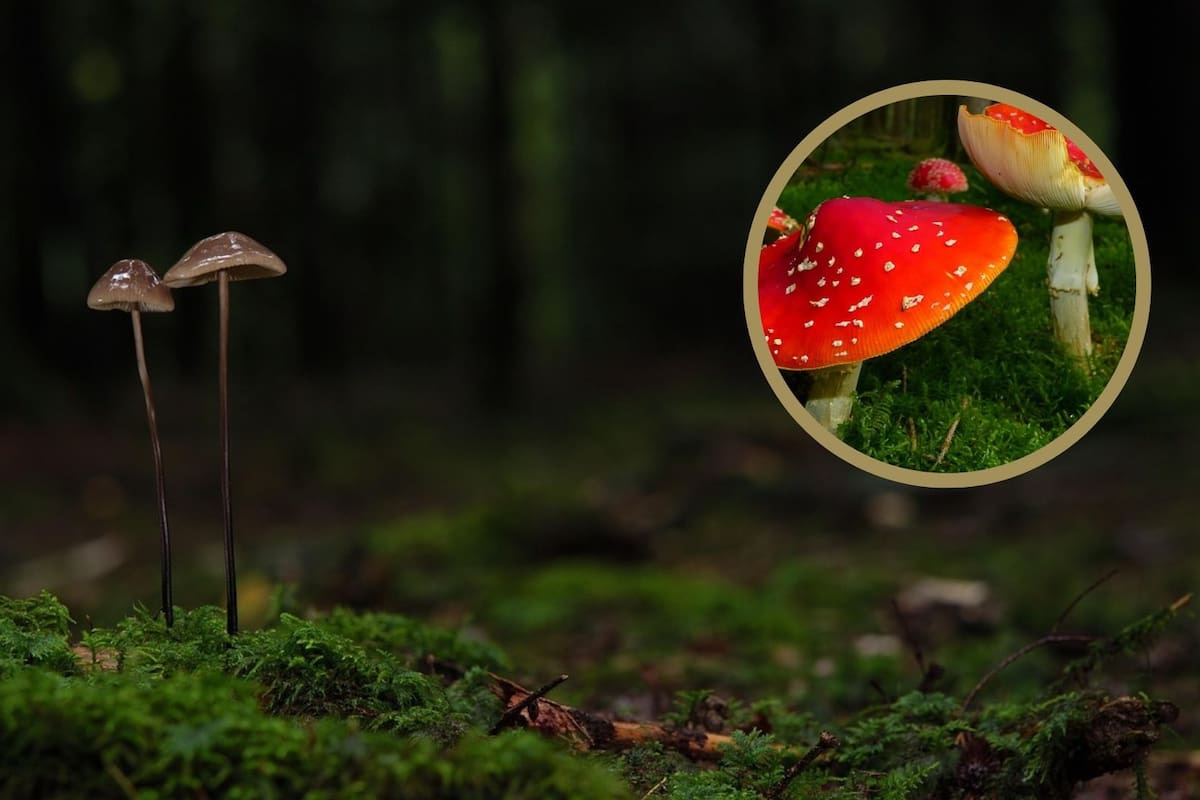 Hongos tóxicos: Conoce las 5 especies más peligrosas del planeta