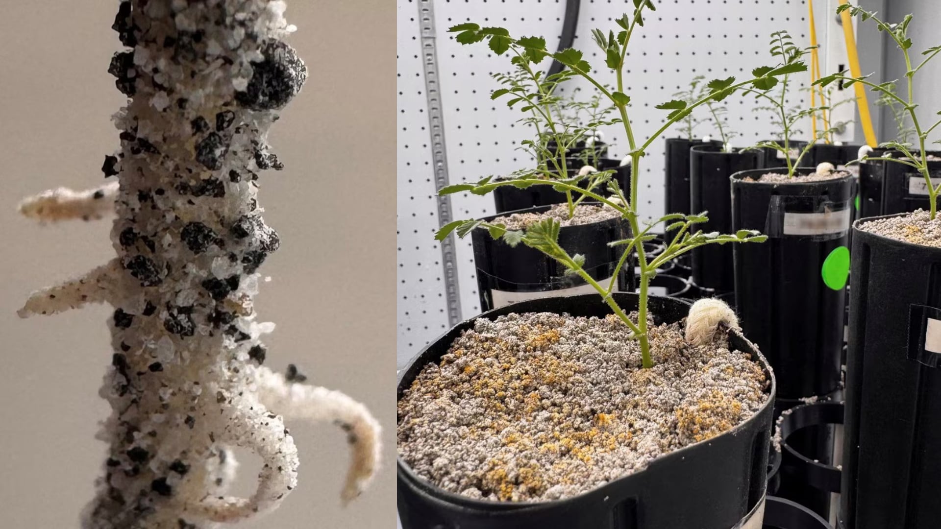 Investigadores utilizaron regolito modelado a partir de muestras de las misiones Apolo para evaluar la viabilidad de cultivos espaciales. /Reuters/Canva