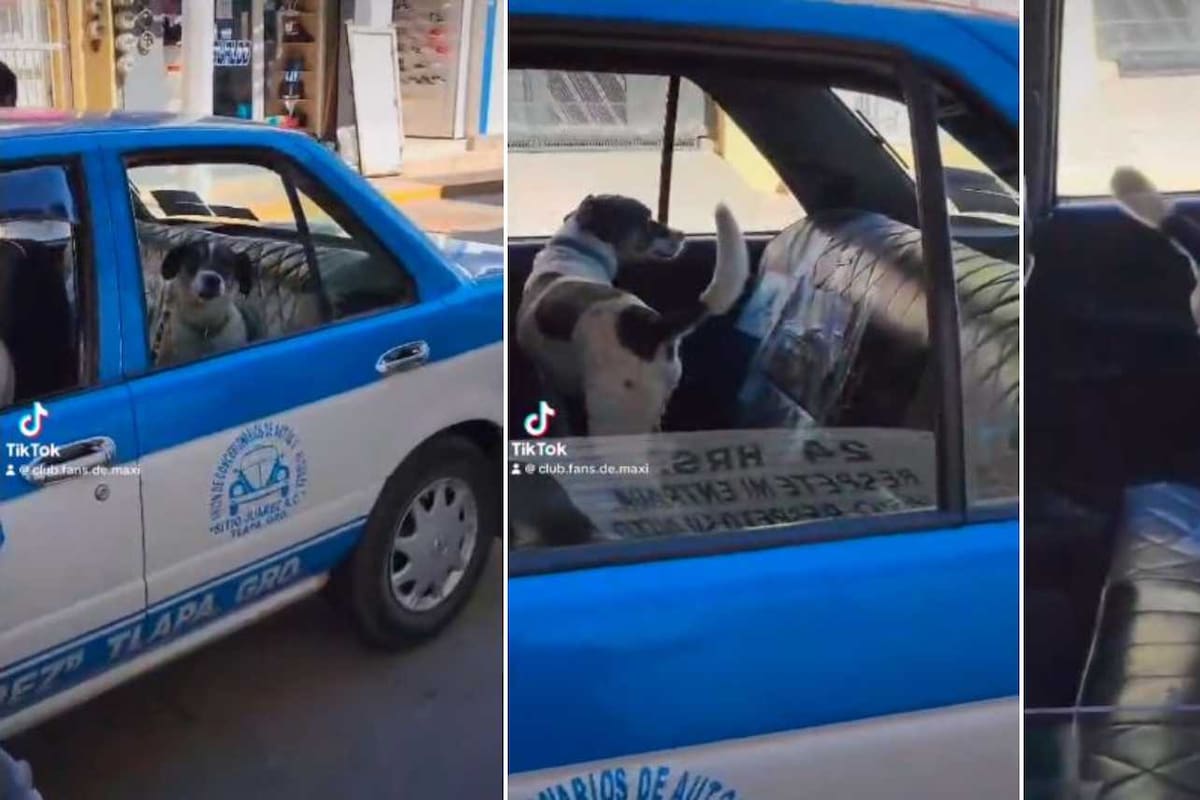 VIDEO: Perrito se hace viral por regresar a su casa en taxi