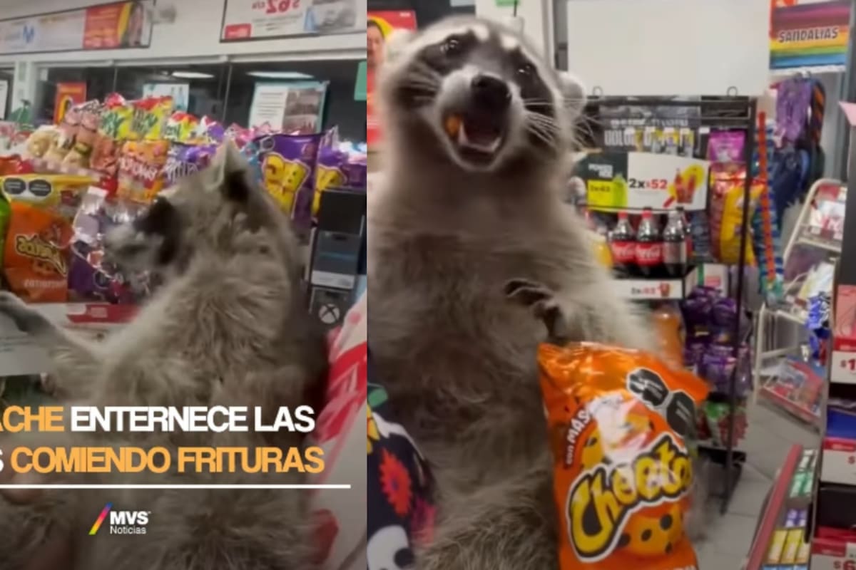 Lleva a su mapache al Oxxo y le compra Cheetos: la insólita escena que se volvió viral