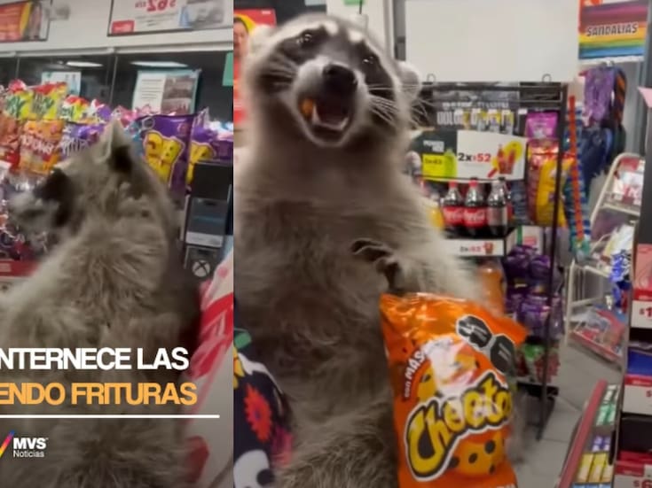 Lleva a su mapache al Oxxo y le compra Cheetos: la insólita escena que se volvió viral