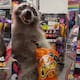 Lleva a su mapache al Oxxo y le compra Cheetos: la insólita escena que se volvió viral